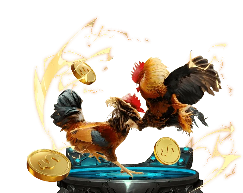 Gà chọi trên sàn đấu